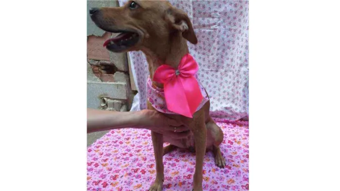 Cachorro ra a SRD idade 1 ano nome Lucila