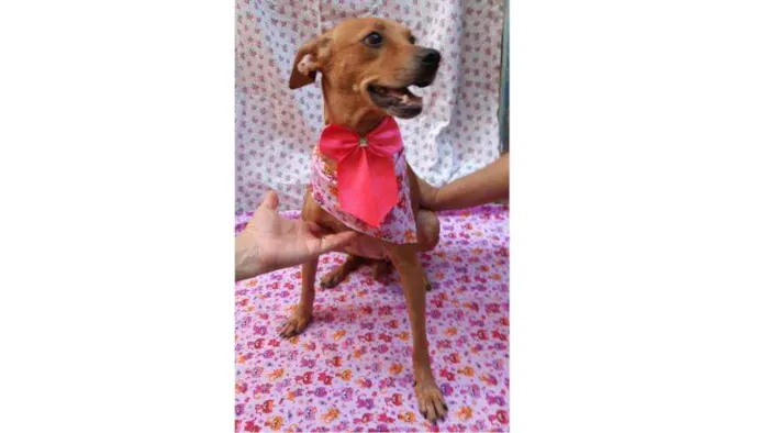 Cachorro ra a SRD idade 1 ano nome Lucila