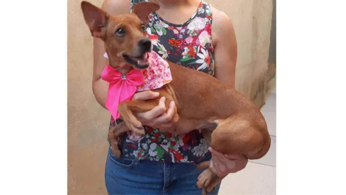 Cachorro ra a SRD idade 1 ano nome Lucila