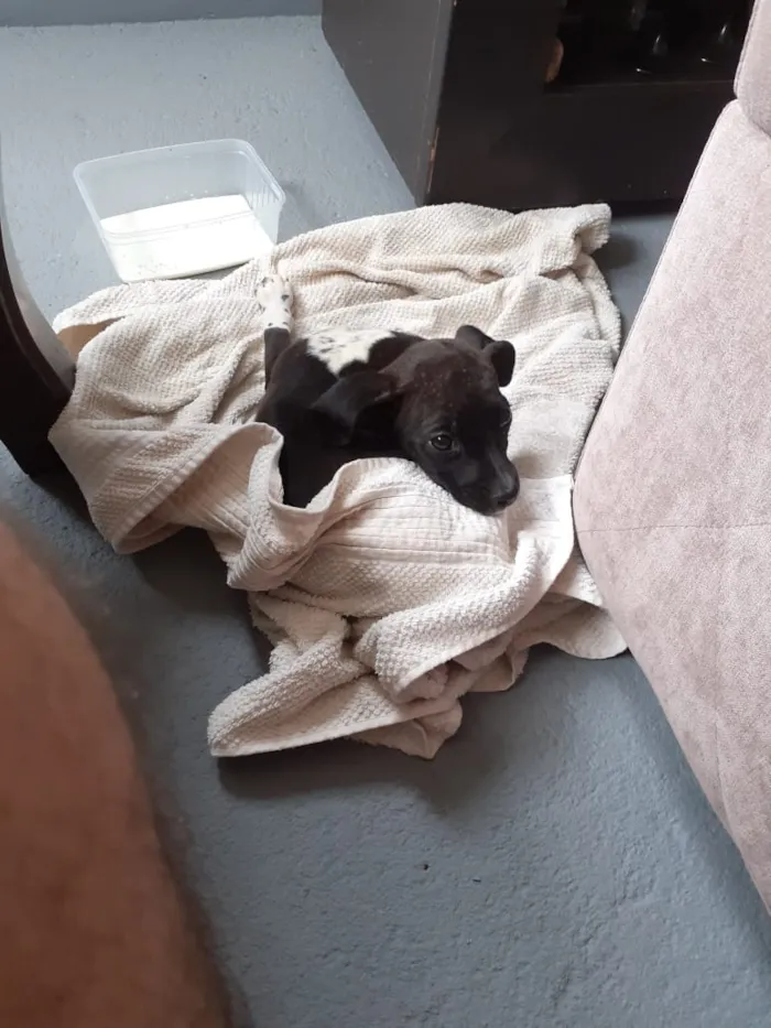 Cachorro raça Vira-Lata idade 2 a 6 meses nome SOL