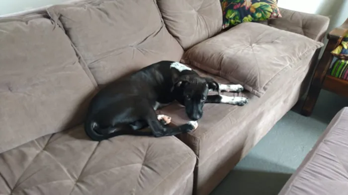 Cachorro raça Vira-Lata idade 2 a 6 meses nome SOL