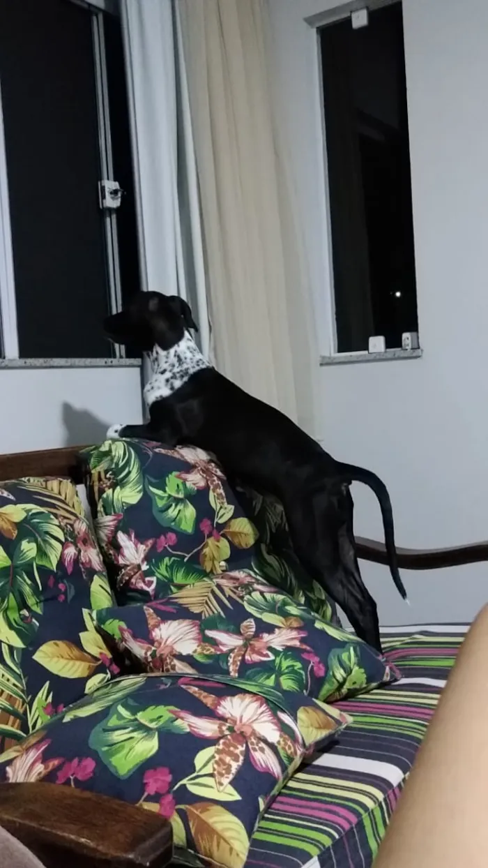 Cachorro raça Vira-Lata idade 2 a 6 meses nome SOL