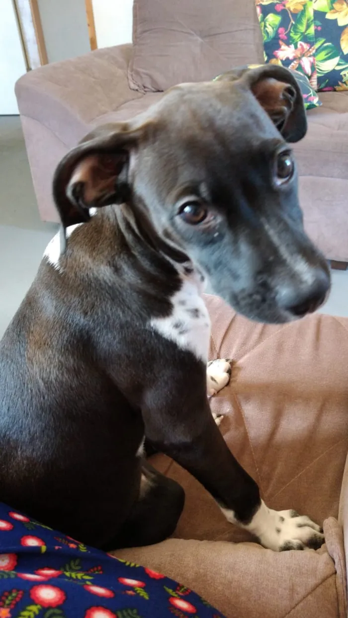 Cachorro raça Vira-Lata idade 2 a 6 meses nome SOL