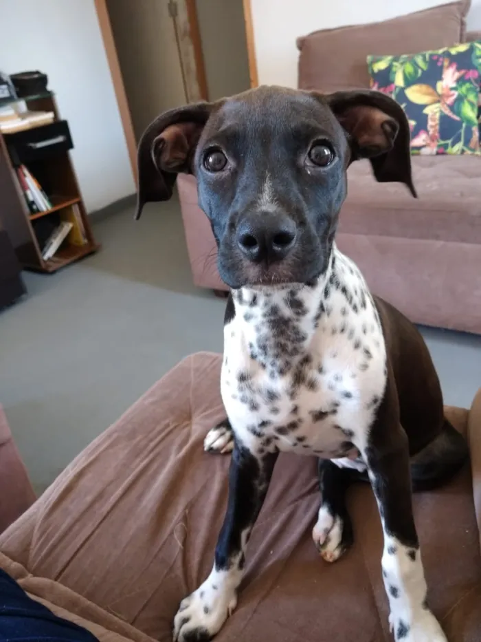 Cachorro raça Vira-Lata idade 2 a 6 meses nome SOL