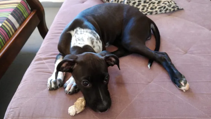 Cachorro raça Vira-Lata idade 2 a 6 meses nome SOL