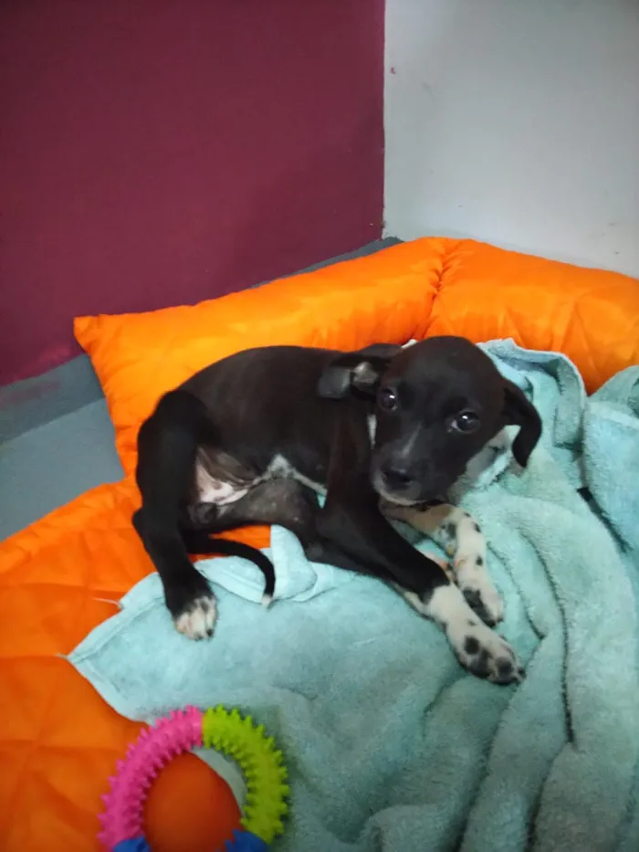 Cachorro raça Vira-Lata idade 2 a 6 meses nome SOL