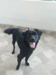 Cachorro raça SRD-ViraLata idade 1 ano nome Bia