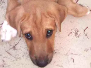 Cachorro raça Sem raça definida idade 2 a 6 meses nome Luvinha