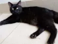 Gato raça Vira lata  idade 1 ano nome Lee