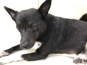 Cachorro raça Vira lata  idade 6 ou mais anos nome Domini 
