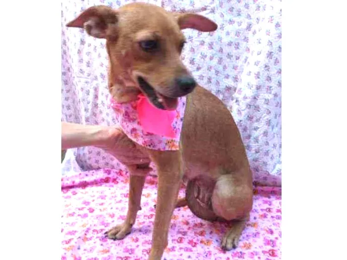 Cachorro ra a SRD idade 1 ano nome Lucila