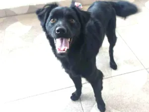 Cachorro raça SRD-ViraLata idade 1 ano nome Bia