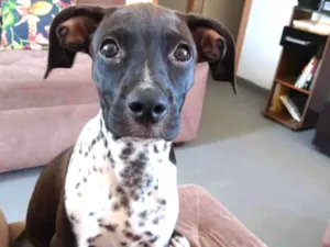 Cachorro raça Vira-Lata idade 2 a 6 meses nome SOL