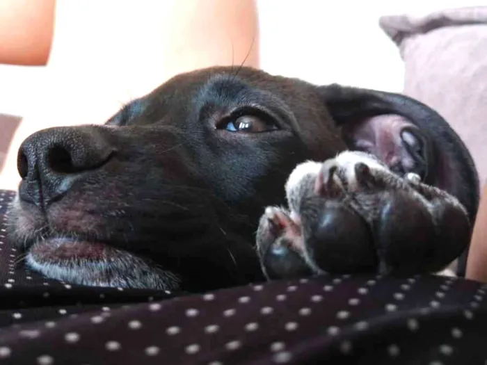 Cachorro raça Vira-Lata idade 2 a 6 meses nome SOL