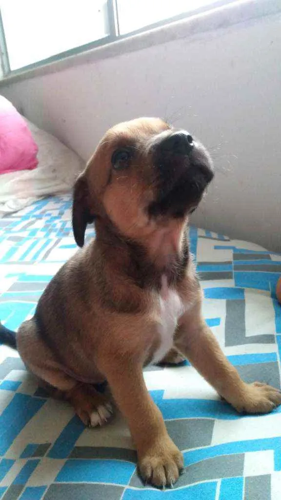 Cachorro ra a SRD idade Abaixo de 2 meses nome Sem nome