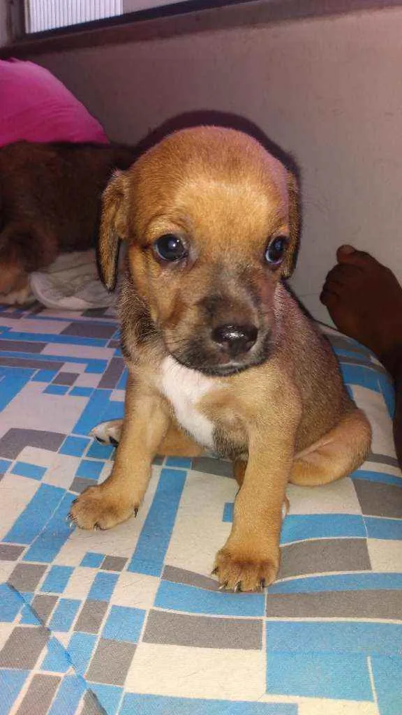 Cachorro ra a SRD idade Abaixo de 2 meses nome Sem nome