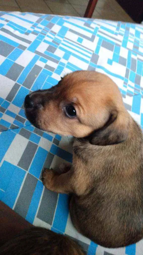 Cachorro ra a SRD idade Abaixo de 2 meses nome Sem nome