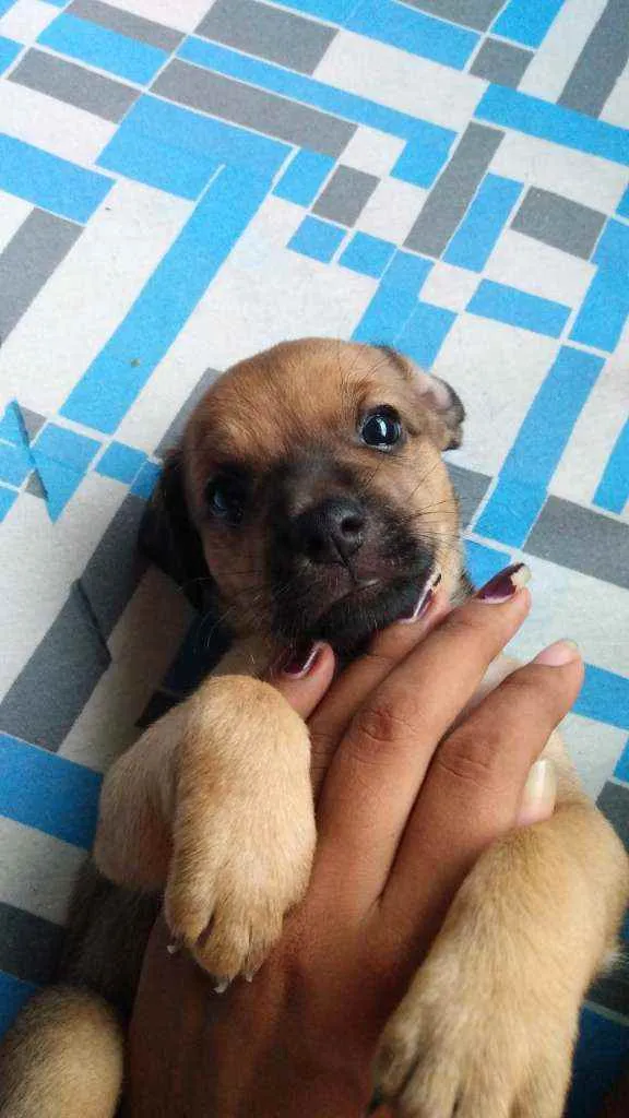 Cachorro ra a SRD idade Abaixo de 2 meses nome Sem nome