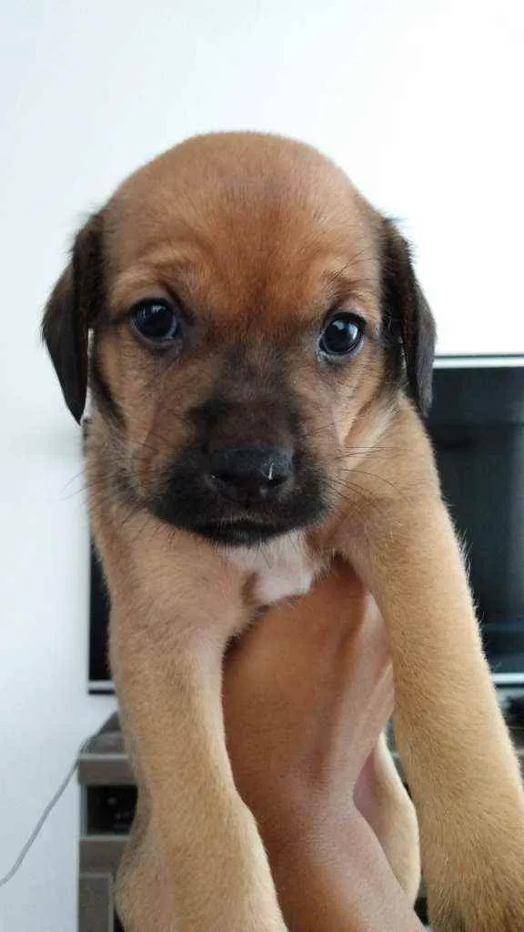 Cachorro ra a SRD idade Abaixo de 2 meses nome Sem nome