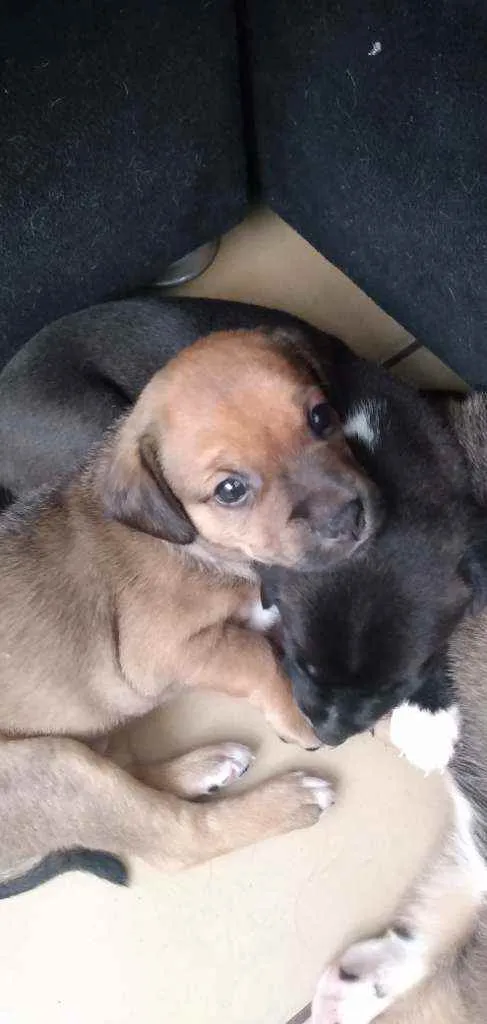 Cachorro ra a SRD idade Abaixo de 2 meses nome Sem nome