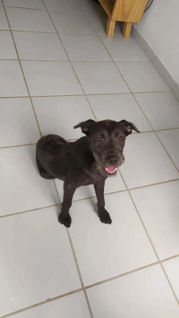 Cachorro raça Vira-lata idade 2 a 6 meses nome Banguela