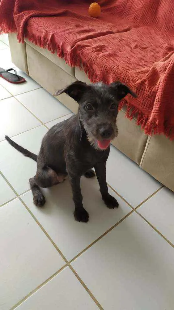 Cachorro raça Vira-lata idade 2 a 6 meses nome Banguela
