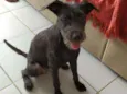 Banguela