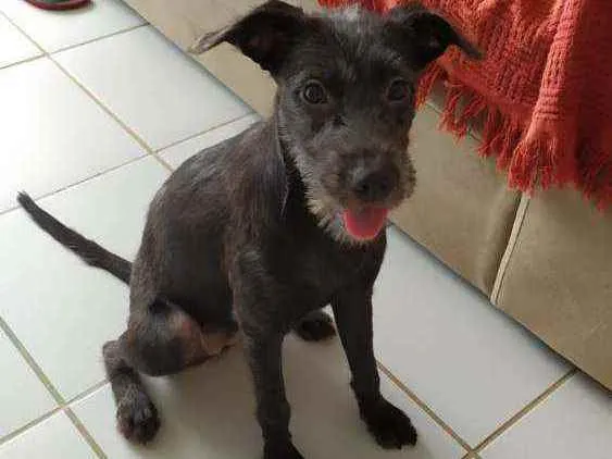 Cachorro raça Vira-lata idade 2 a 6 meses nome Banguela