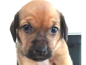 Cachorro raça SRD idade Abaixo de 2 meses nome Sem nome