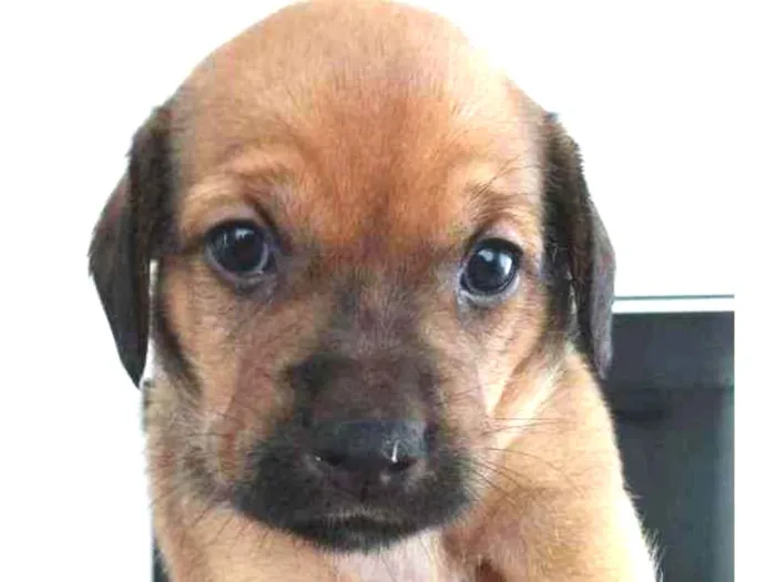 Cachorro ra a SRD idade Abaixo de 2 meses nome Sem nome