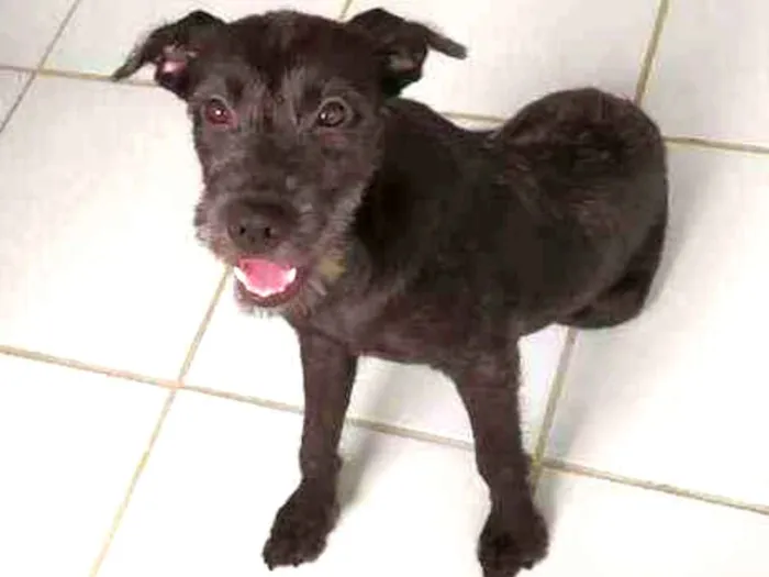 Cachorro raça Vira-lata idade 2 a 6 meses nome Banguela