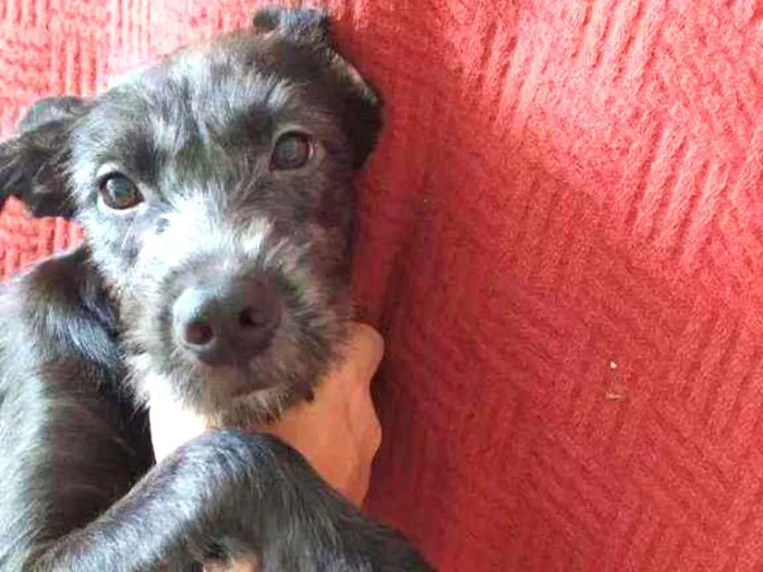Cachorro raça Vira-lata idade 2 a 6 meses nome Banguela