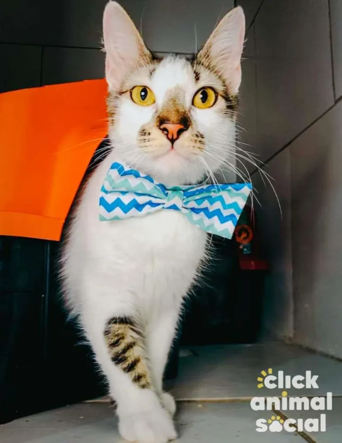 Gato raça SRD idade 7 a 11 meses nome Driguinho