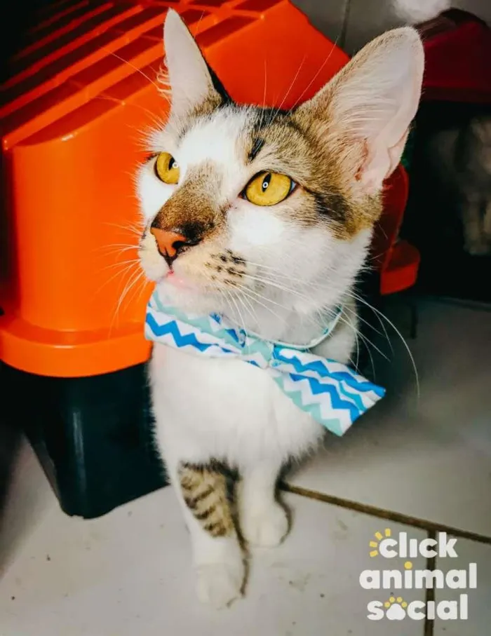 Gato raça SRD idade 7 a 11 meses nome Driguinho