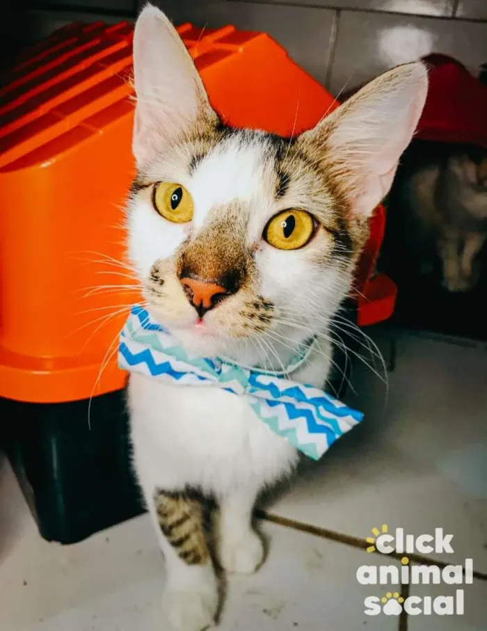 Gato raça SRD idade 7 a 11 meses nome Driguinho
