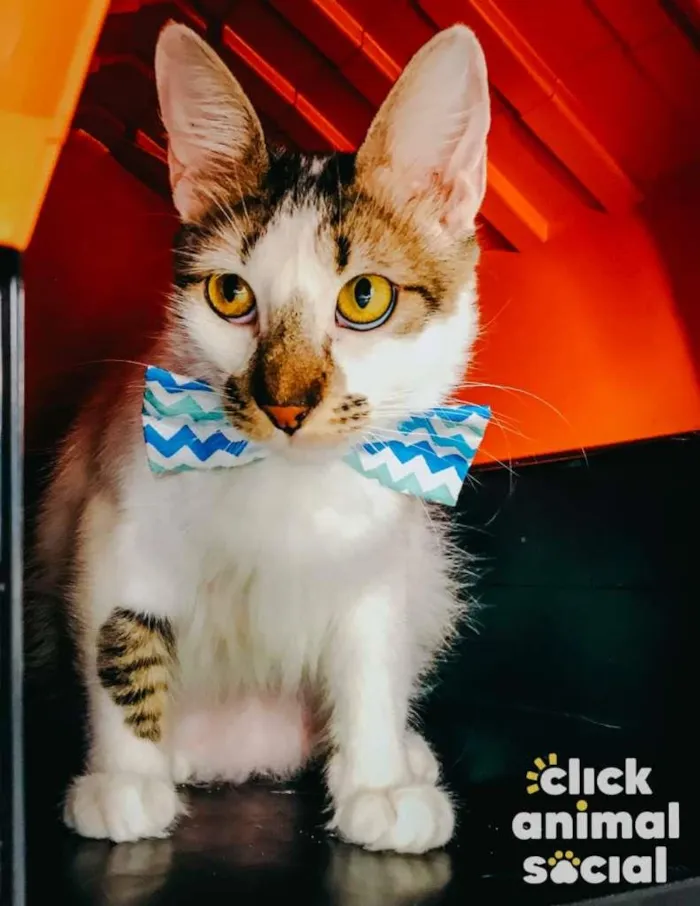 Gato raça SRD idade 7 a 11 meses nome Driguinho