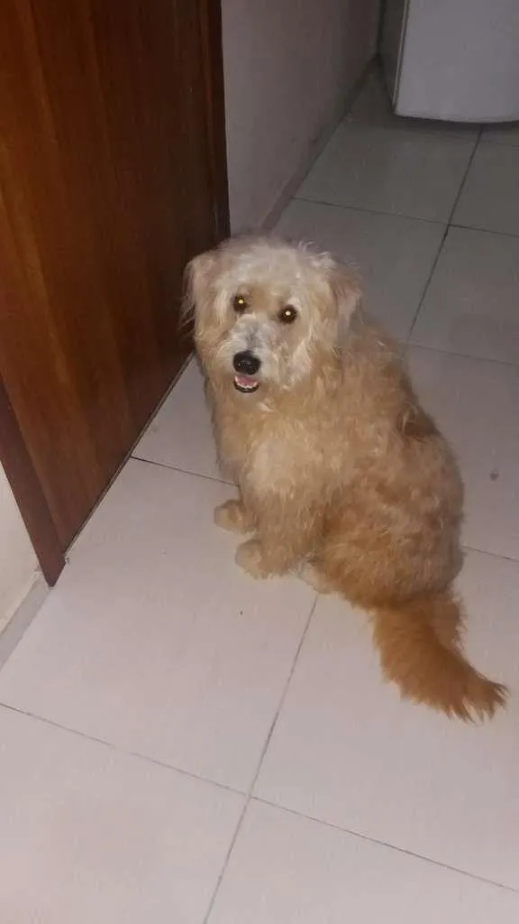 Cachorro ra a VIRA LATA idade 5 anos nome BETO