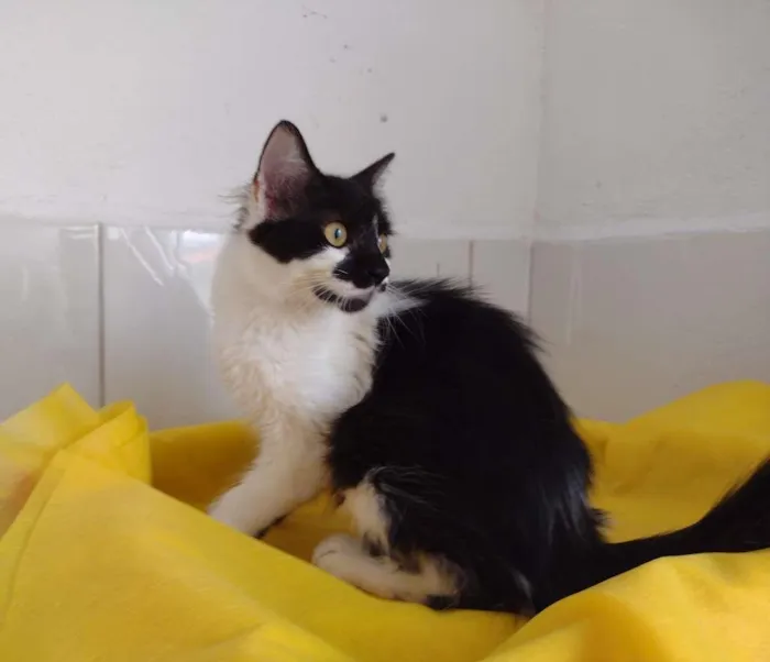 Gato ra a SRD-ViraLata idade 7 a 11 meses nome Cindy
