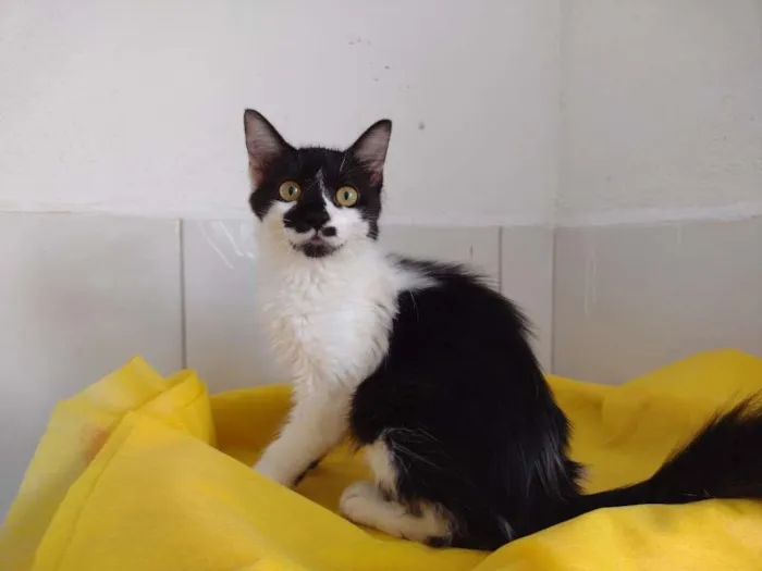 Gato ra a SRD-ViraLata idade 7 a 11 meses nome Cindy