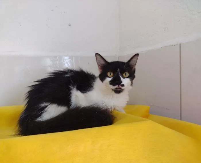 Gato ra a SRD-ViraLata idade 7 a 11 meses nome Cindy