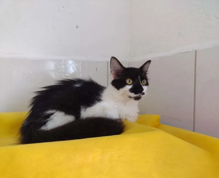 Gato ra a SRD-ViraLata idade 7 a 11 meses nome Cindy