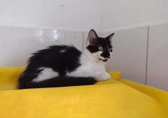 Gato ra a SRD-ViraLata idade 7 a 11 meses nome Cindy