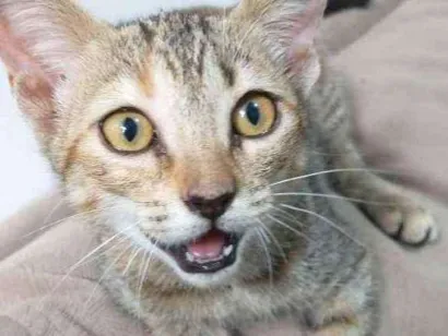 Gato raça Srd idade 2 a 6 meses nome Princesa