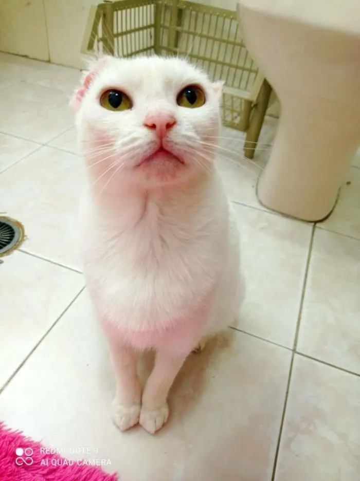 Gato ra a SRD-ViraLata idade 1 ano nome Luna Bella