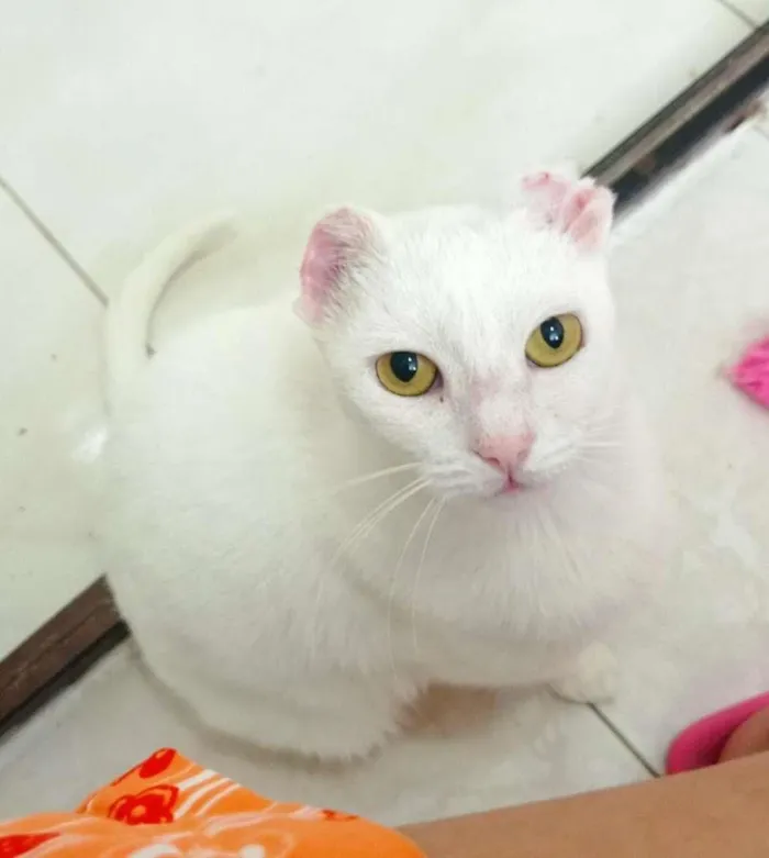 Gato ra a SRD-ViraLata idade 1 ano nome Luna Bella