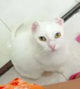 Luna Bella