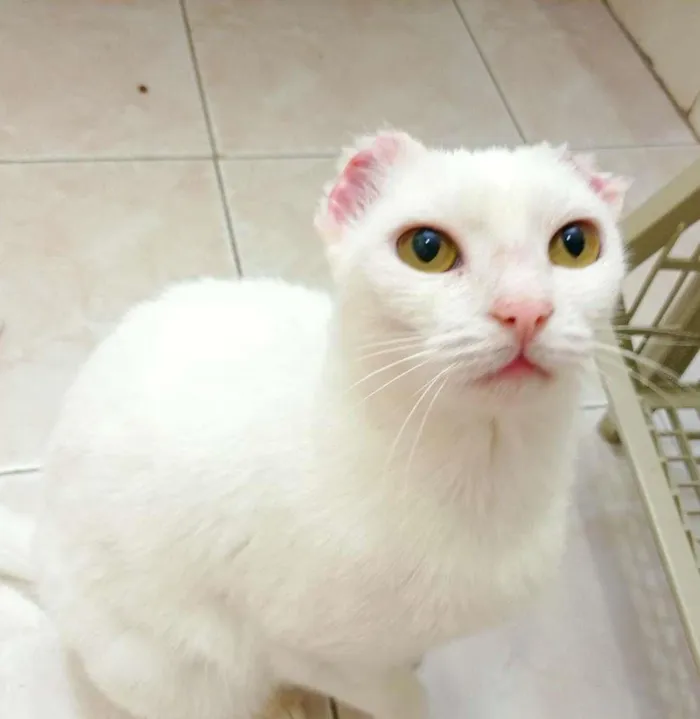 Gato ra a SRD-ViraLata idade 1 ano nome Luna Bella
