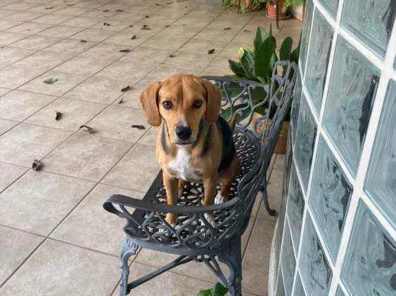 Cachorro ra a Sem raça definida idade 1 ano nome Nina