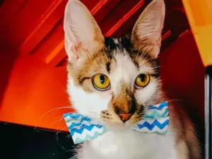 Gato raça SRD idade 7 a 11 meses nome Driguinho