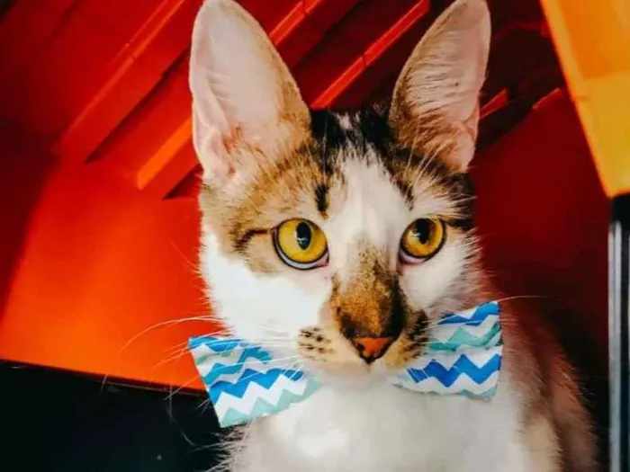 Gato raça SRD idade 7 a 11 meses nome Driguinho